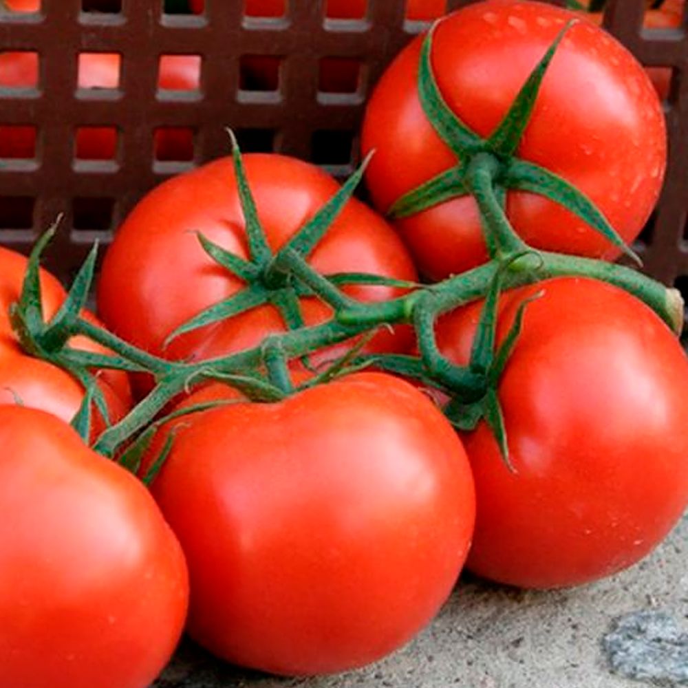 Томат Танюшин F1